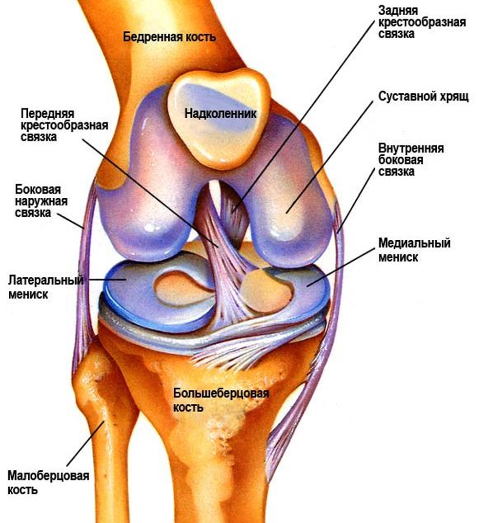 Медиальный мениск коленного сустава анатомия